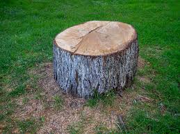 Best Tree Preservation Services  in Muskogee, OK