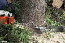 Best Fruit Tree Pruning  in Muskogee, OK