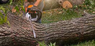 Best Leaf Removal  in Muskogee, OK