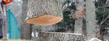 Reliable Muskogee, OK Tree Removal Solutions