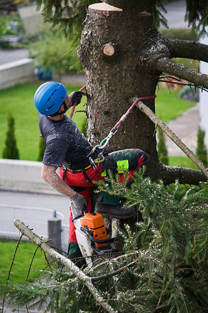 Best Pest Control for Lawns  in Muskogee, OK