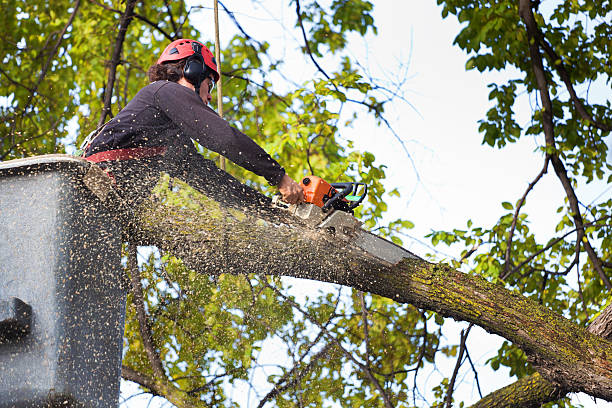 Best Tree Health Inspection  in Muskogee, OK