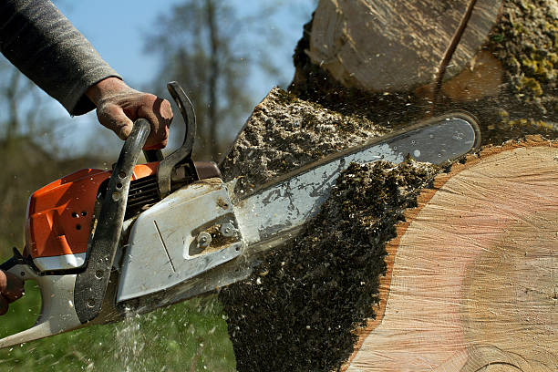 Best Storm Damage Tree Cleanup  in Muskogee, OK